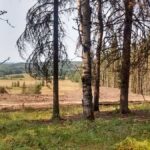 Calgary Chainsaw Course Level 1