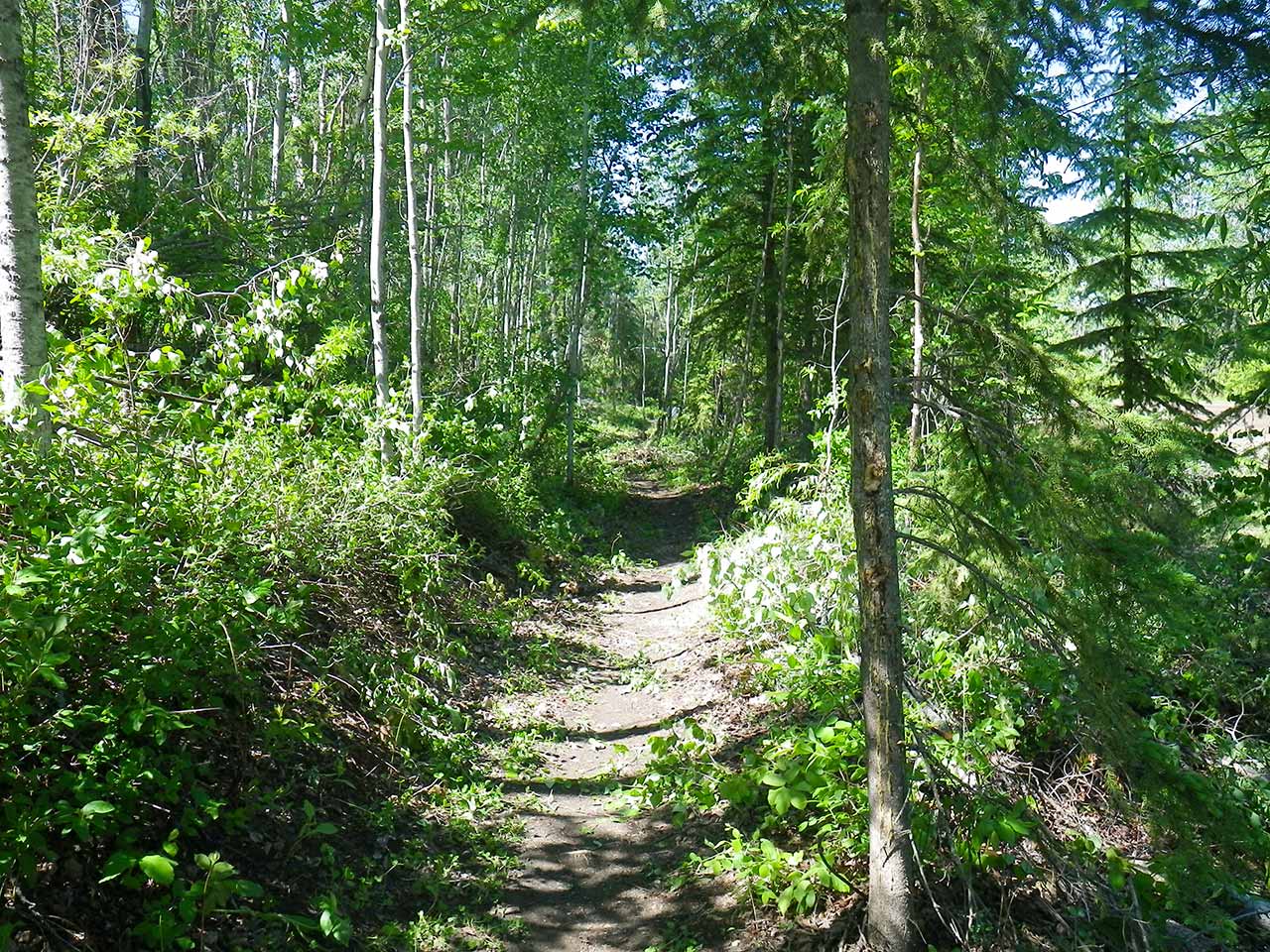 chainsaw-course-registration